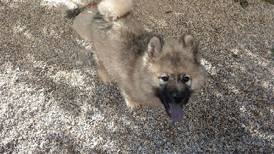 Du Coeur Aux Abois - Eurasier - Portée née le 15/04/2024