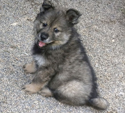 Du Coeur Aux Abois - Eurasier - Portée née le 17/04/2024