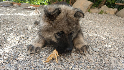 Du Coeur Aux Abois - Eurasier - Portée née le 17/04/2024