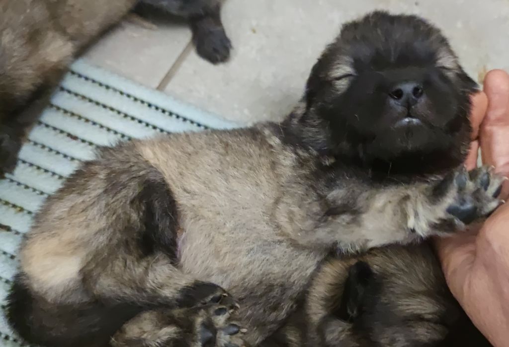 Du Coeur Aux Abois - Chiots disponibles - Eurasier