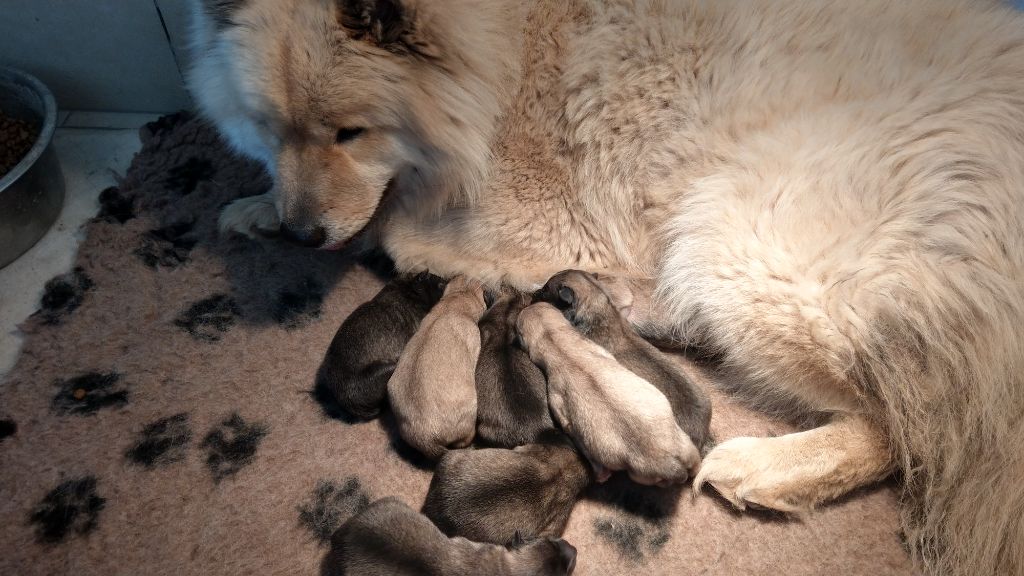 Chiot Eurasier Du Coeur Aux Abois