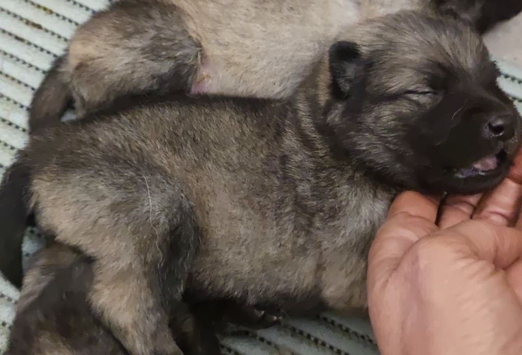 Du Coeur Aux Abois - Chiots disponibles - Eurasier