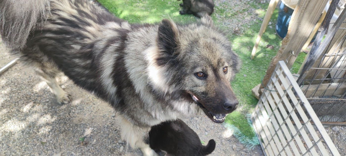 Chiot Eurasier Du Coeur Aux Abois