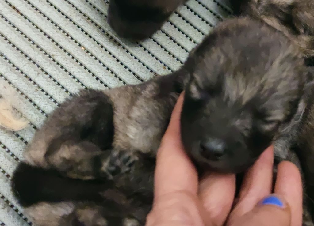 Du Coeur Aux Abois - Chiots disponibles - Eurasier