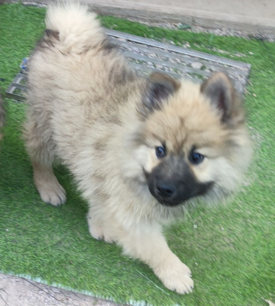 Du Coeur Aux Abois - Chiots disponibles - Eurasier