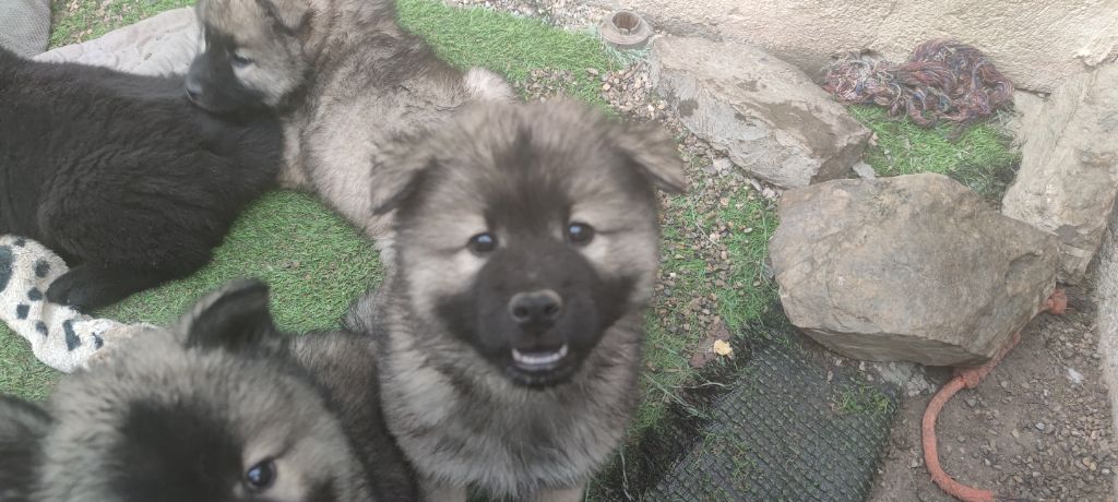 Du Coeur Aux Abois - Chiots disponibles - Eurasier