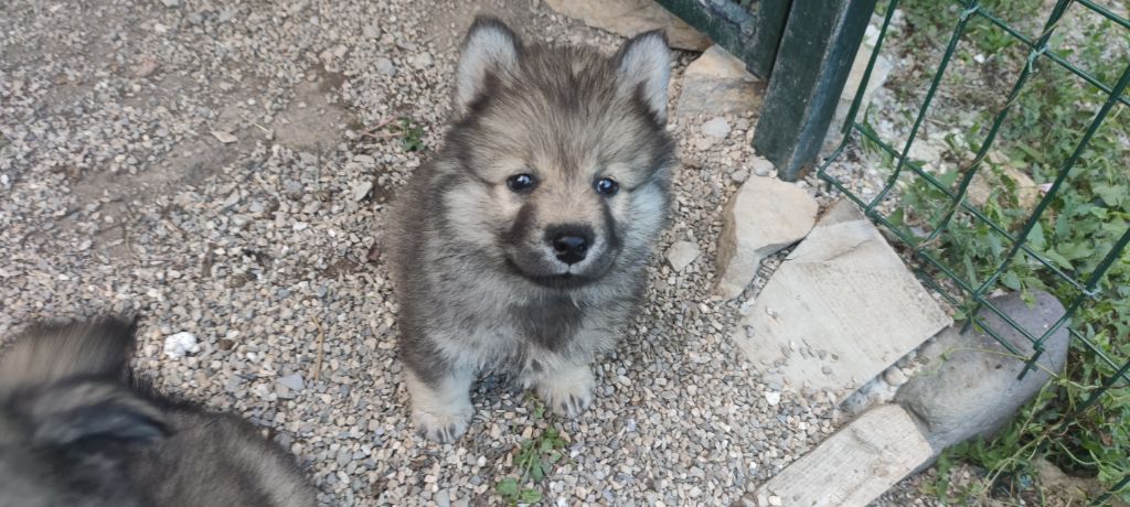 Du Coeur Aux Abois - Chiots disponibles - Eurasier