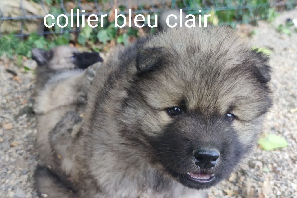 Du Coeur Aux Abois - Chiots disponibles - Eurasier