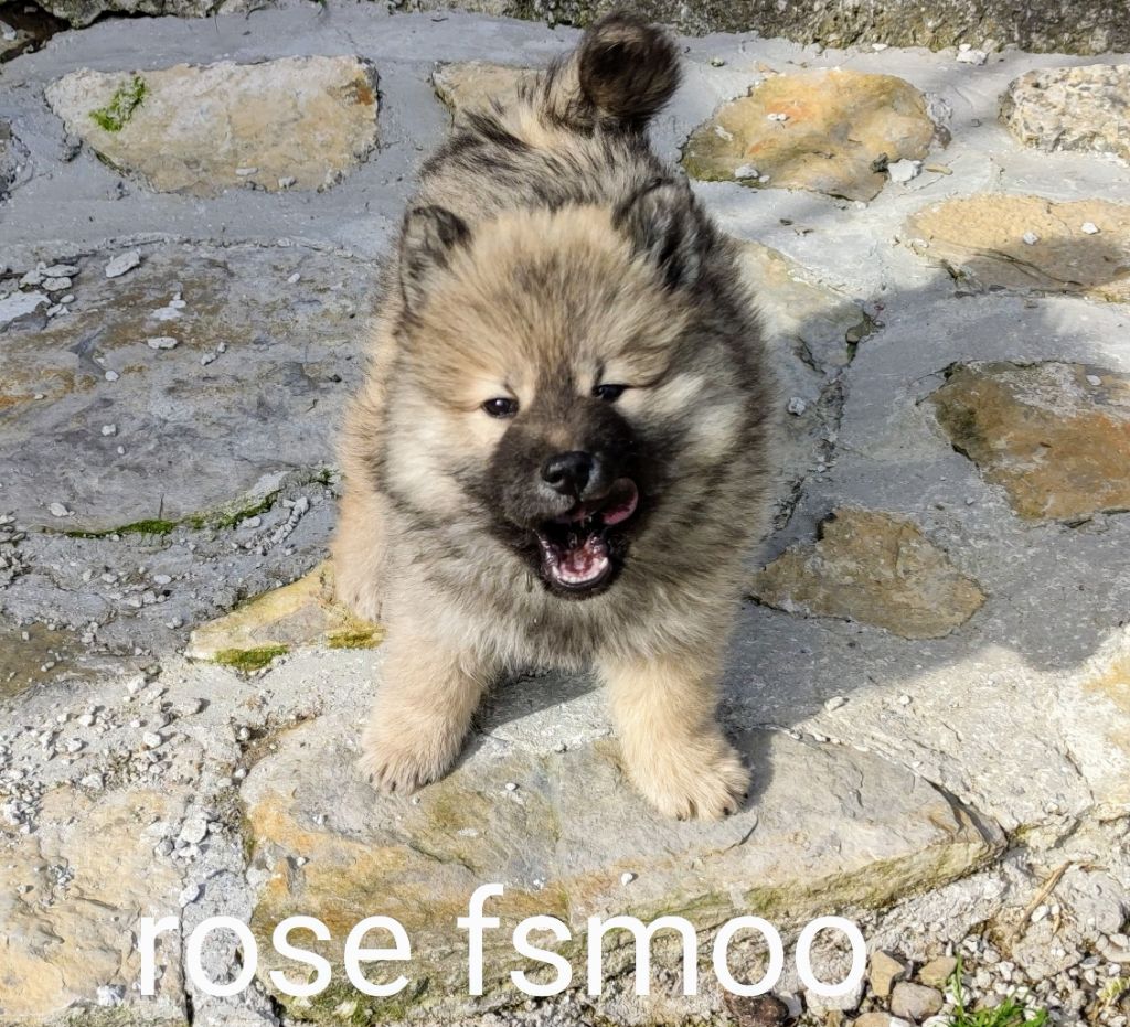 F collier rose 