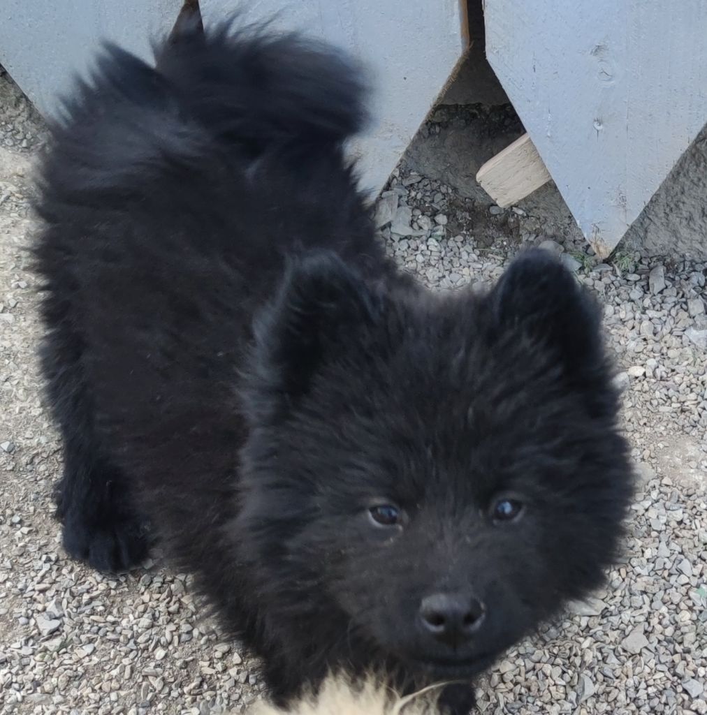 Du Coeur Aux Abois - Chiots disponibles - Eurasier