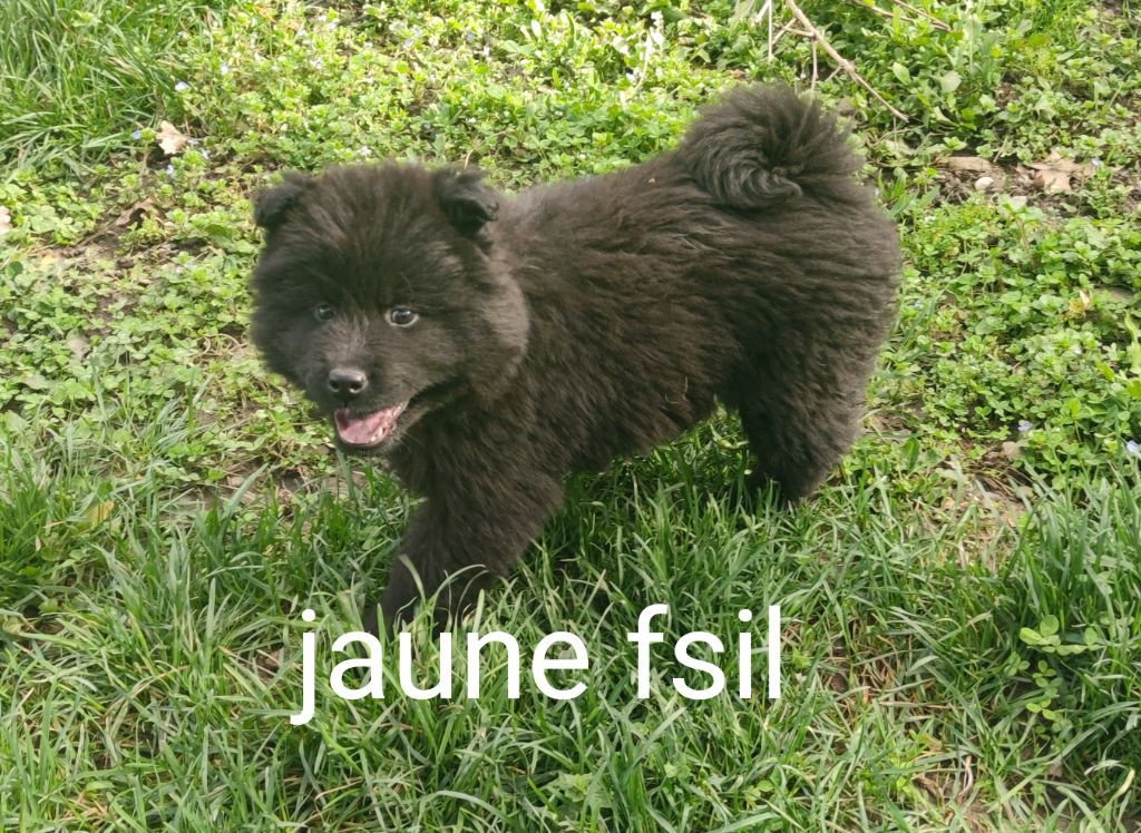 Du Coeur Aux Abois - Chiots disponibles - Eurasier