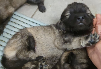 CHIOT 1
