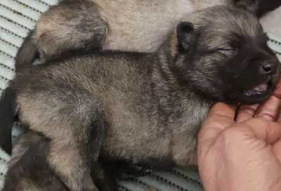 CHIOT 2