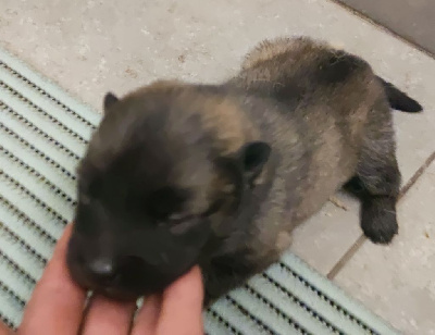 CHIOT 5