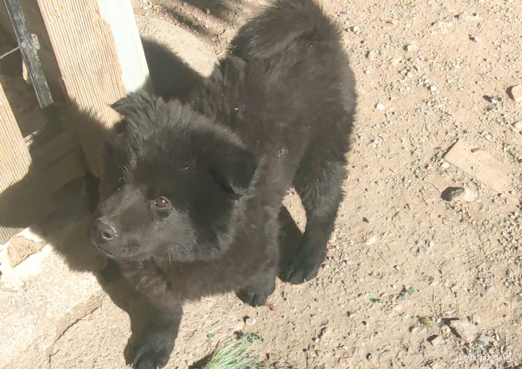 Du Coeur Aux Abois - Chiots disponibles - Eurasier