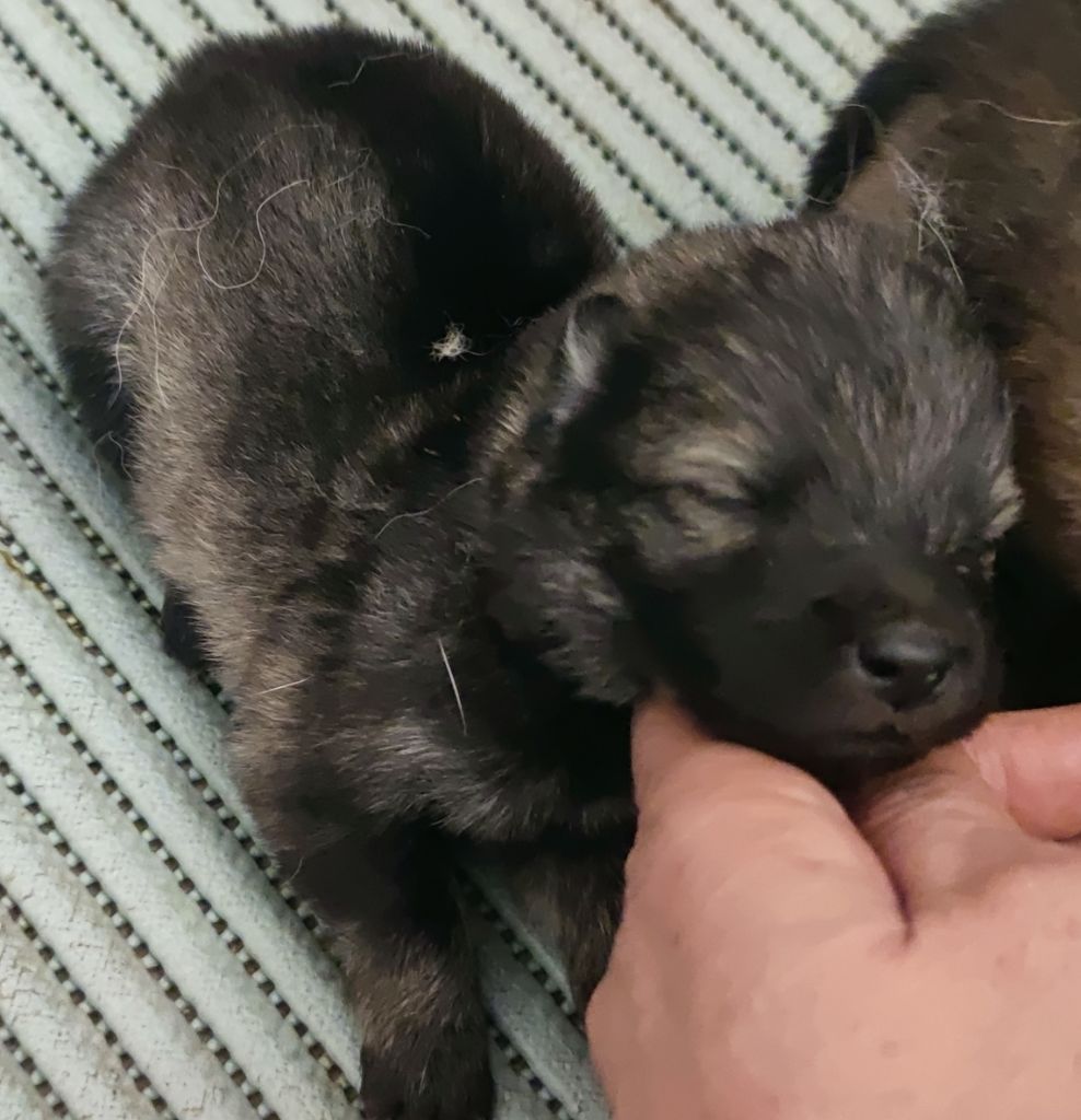 Du Coeur Aux Abois - Chiots disponibles - Eurasier