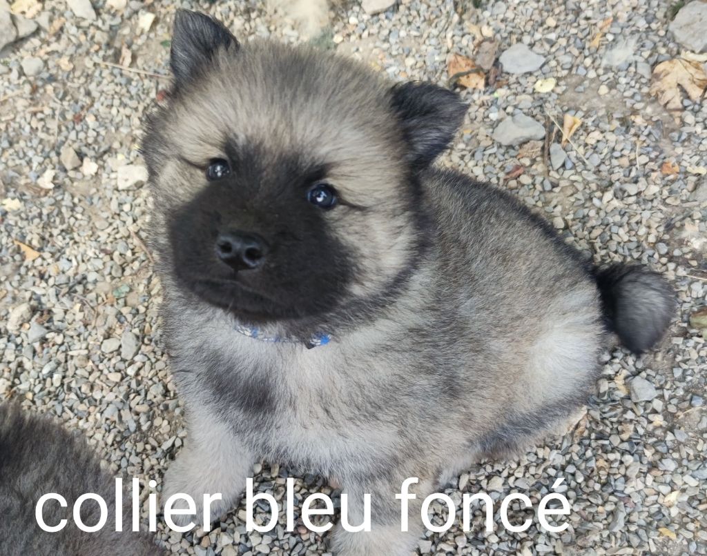 Du Coeur Aux Abois - Chiots disponibles - Eurasier