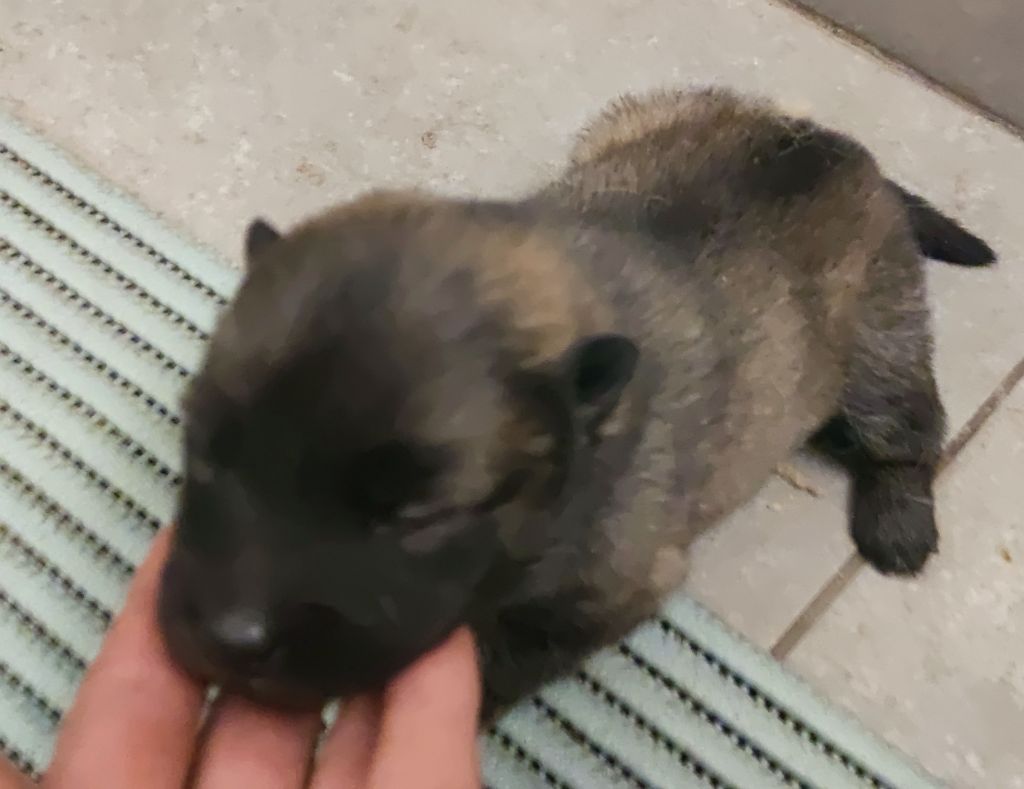Du Coeur Aux Abois - Chiots disponibles - Eurasier