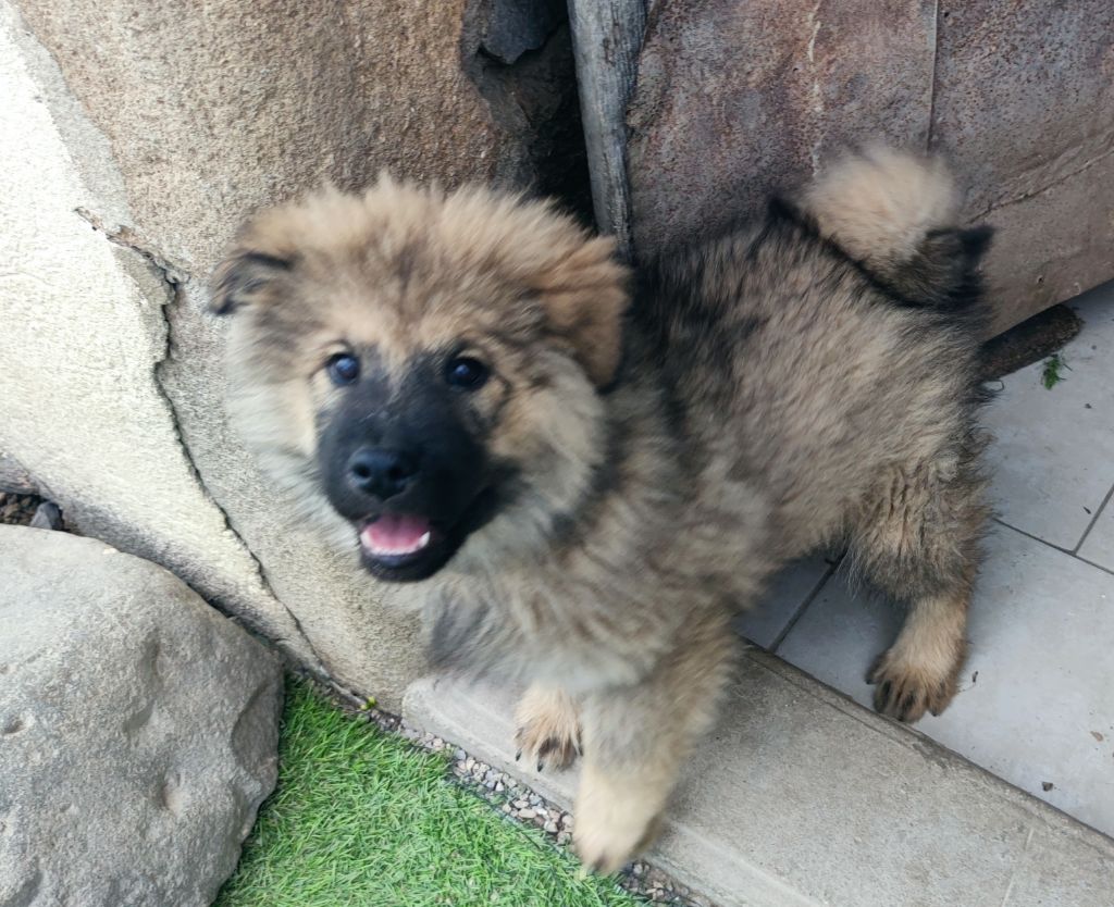 Du Coeur Aux Abois - Chiots disponibles - Eurasier