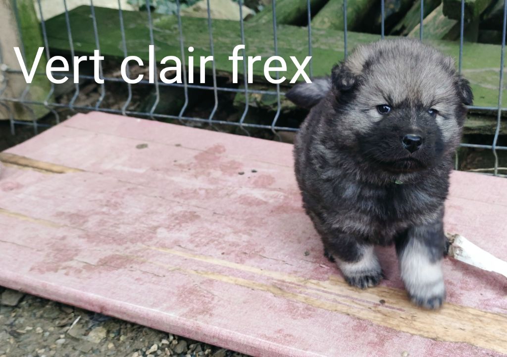 Du Coeur Aux Abois - Chiots disponibles - Eurasier