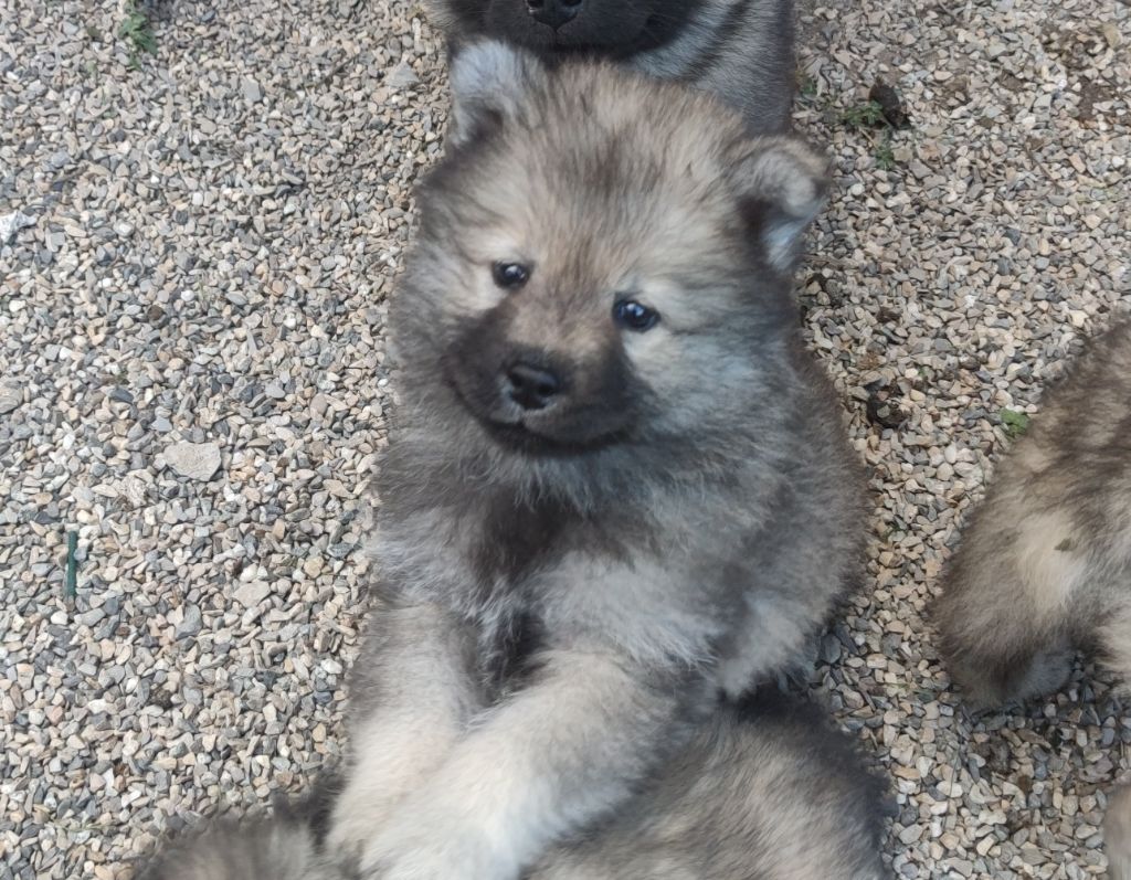 Du Coeur Aux Abois - Chiots disponibles - Eurasier