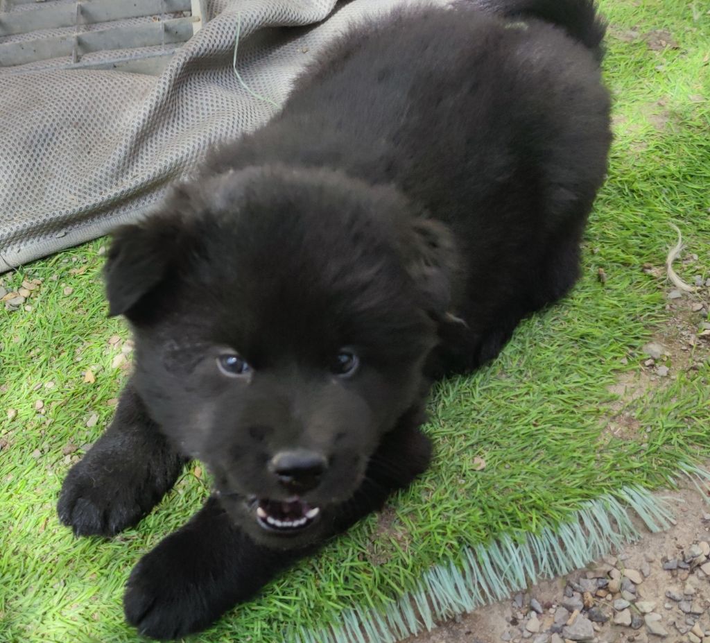 Du Coeur Aux Abois - Chiots disponibles - Eurasier