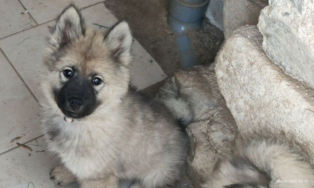 Du Coeur Aux Abois - Chiots disponibles - Eurasier