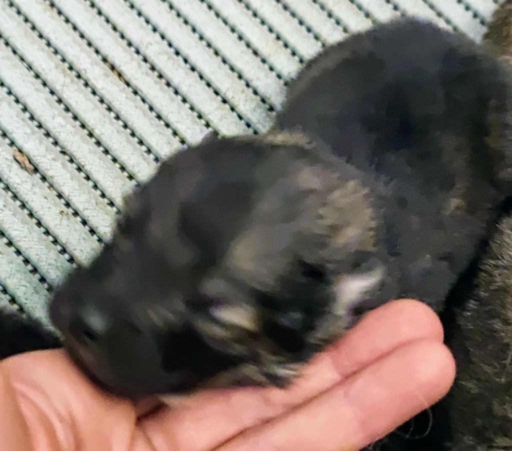 Du Coeur Aux Abois - Chiots disponibles - Eurasier