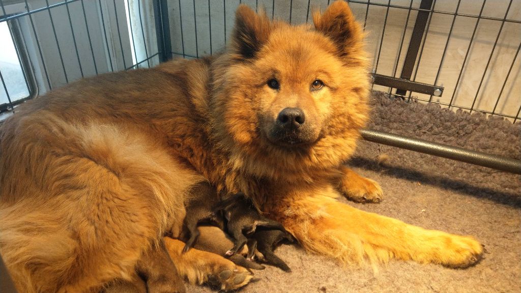 Chiot Eurasier Du Coeur Aux Abois