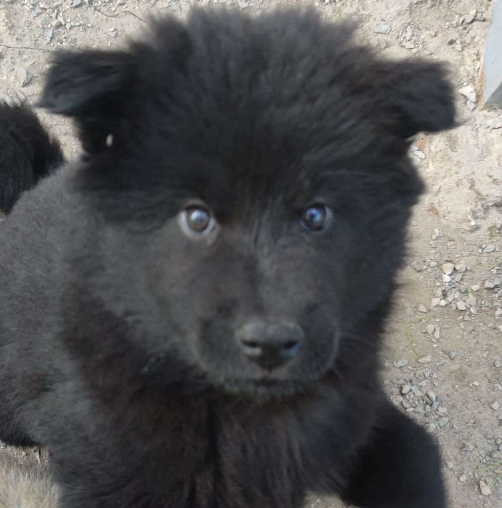 Du Coeur Aux Abois - Chiots disponibles - Eurasier